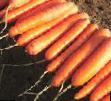une carotte les espèces Bolero F1 Photo et les caractéristiques