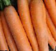 Carrot varieties Maehstro F1 Photo and characteristics