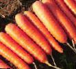 une carotte les espèces Nanda F1 Photo et les caractéristiques