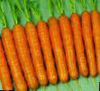 Carrot varieties Presto F1 Photo and characteristics