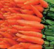 Carrot varieties Flam  Photo and characteristics