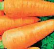 une carotte  Shantane Red Kored l'espèce Photo