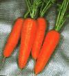 Zanahoria variedades Kuroda Shantaneh Foto y características