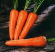 Zanahoria variedades Bolteks  Foto y características