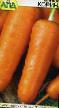 Carrot varieties Korina Photo and characteristics
