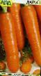 une carotte  Darina l'espèce Photo