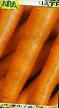 une carotte les espèces Cidera Photo et les caractéristiques
