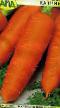 Zanahoria  Katrin variedad Foto