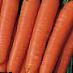 Морковь сорта Нантик F1 Фото и характеристика