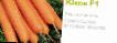 La carota  Yukon F1 (Singenta) la cultivar foto