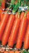 Zanahoria variedades Charovnica Foto y características