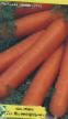 Zanahoria variedades Lyavonikha Foto y características