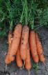 une carotte  Nirim F1 l'espèce Photo