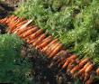 La carota  Nyukholl F1 la cultivar foto