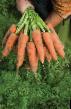 une carotte les espèces Kardiff F1 Photo et les caractéristiques