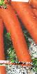 Zanahoria  Berlikum Royal variedad Foto
