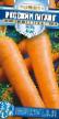 La carota  Russkijj gigant la cultivar foto