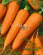 une carotte  Silvano F1 l'espèce Photo