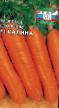 La carota  Kalina F1 la cultivar foto