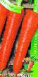 Морков сортове Лосиноостровская 13 снимка и характеристики