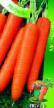 Морковь сорта Рогнеда Фото и характеристика