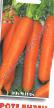 une carotte  Rote Rizen l'espèce Photo