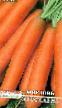 une carotte  Yaroslavna l'espèce Photo