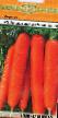 Carrot varieties Anastasiya F1 Photo and characteristics