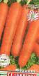 une carotte les espèces Bangor F1 Photo et les caractéristiques