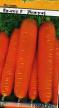Морковь  Бангор F1 сорт Фото