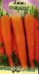 Karotten Sorten Olimpus Foto und Merkmale