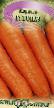 Carrot varieties Topaz F1 Photo and characteristics