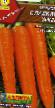 La carota le sorte Sladkaya zima foto e caratteristiche