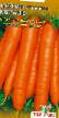 Морков  Кораль сорт снимка