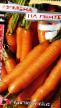 une carotte  Arbulak F1 l'espèce Photo