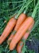 une carotte  Kampo l'espèce Photo