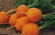Морков сортове Полярная клюква  снимка и характеристики