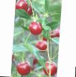 Cherry varieties Bolotovskaya S-2 Photo and characteristics
