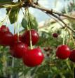 Cherry varieties Kurchatovskaya Photo and characteristics