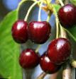 Cherry varieties Primetnaya Photo and characteristics