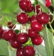 Cherry varieties Rubinovaya (stepnaya) Photo and characteristics