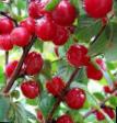 Cherry varieties Triana (vojjlochnaya) Photo and characteristics