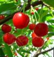 Cherry varieties Shakirovskaya Photo and characteristics