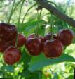 Cherry varieties Shpanka rannyaya Photo and characteristics