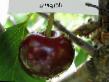 Cherry varieties Vstrecha Photo and characteristics