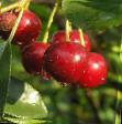 Cherry varieties Turgenevka Photo and characteristics
