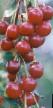 Cherry varieties Amorel Nikiforova (Amorel, Amorel rannyaya, Amorel rozovaya, Sklyanka rozovaya) Photo and characteristics