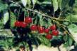 Cherry varieties Zarya Tatarii Photo and characteristics