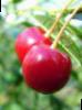 Cherry varieties Lyubskaya  Photo and characteristics