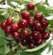 Cherry varieties Pamyat Sakharova Photo and characteristics